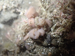 Baseodiscus delineatus