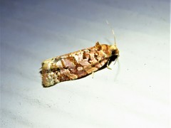 Argyrotaenia tabulana