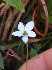 Viola lanceolata