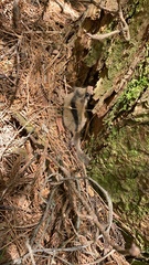 Glirulus japonicus