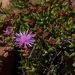 Ruschia virgata - Photo (c) Sally Adam, some rights reserved (CC BY-NC), uploaded by Sally Adam