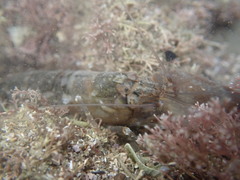 Alpheus novaezealandiae