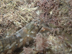 Alpheus novaezealandiae