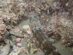 Alpheus novaezealandiae