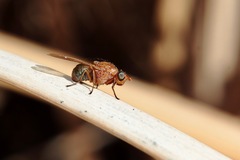Meiosimyza appula
