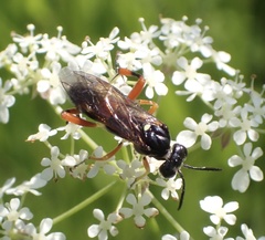 Macrophya rufipes