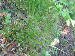 Carex pallida