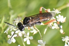 Macrophya rufipes