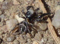 Habronattus cuspidatus