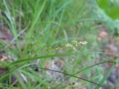 Carex pallida
