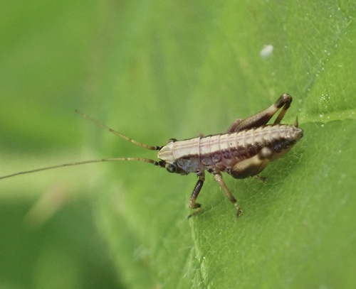 Dark Bush-cricket, Merwedepad, Werkendam, Noord-Brabant, NL, photo 7 of 10