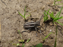 Dorcadion holosericeum