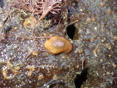 Anthopleura minima