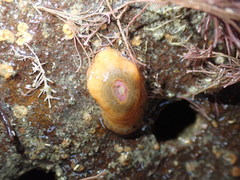 Anthopleura minima