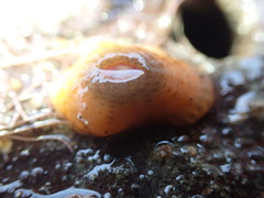 Anthopleura minima