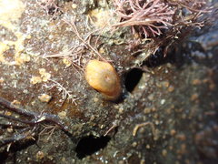 Anthopleura minima