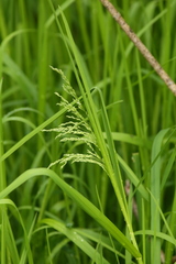 Glyceria elata