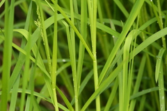 Glyceria elata