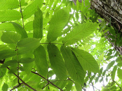 Fraxinus platypoda