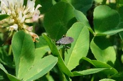 Pyrrhocoris sinuaticollis