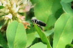 Pyrrhocoris sinuaticollis