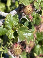 Ribes roezlii roezlii