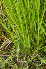 Glyceria elata