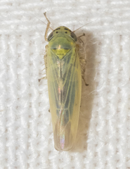Macrosteles quadrilineatus