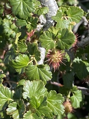 Ribes roezlii roezlii