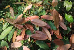 Garcinia talbotii