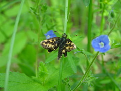 Carterocephalus