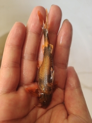 Glyptothorax lampris