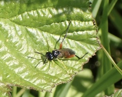 Macrophya rufipes