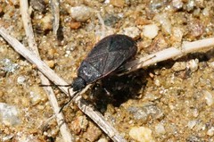 Pyrrhocoris sinuaticollis