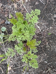 Anthriscus sylvestris