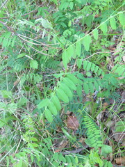 Vicia woroschilovii