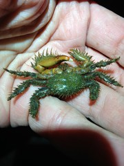 Hapalogaster mertensii