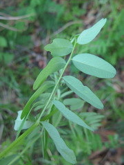 Vicia woroschilovii