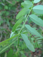 Vicia woroschilovii