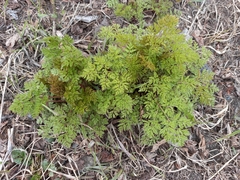 Anthriscus sylvestris