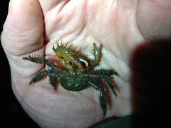 Hapalogaster mertensii