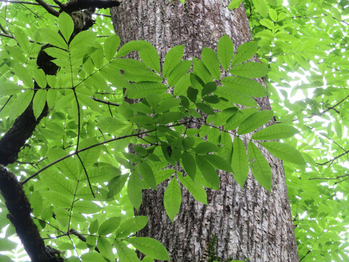 Fraxinus platypoda, photograph 4
