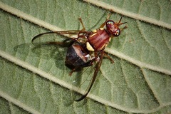 Bactrocera tryoni