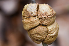 Disholcaspis spongiosa