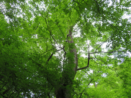 Fraxinus platypoda, photograph 6