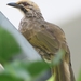 Straw-headed Bulbul - Photo (c) Soh Kam Yung, some rights reserved (CC BY-NC), uploaded by Soh Kam Yung