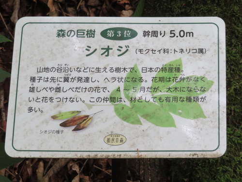 Fraxinus platypoda, photograph 5