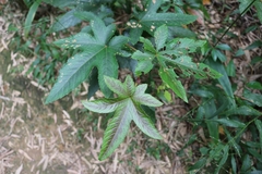 Rubus reflexus lanceolobus