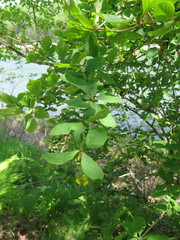 Berberis amurensis