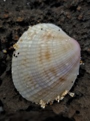 Leukoma asperrima